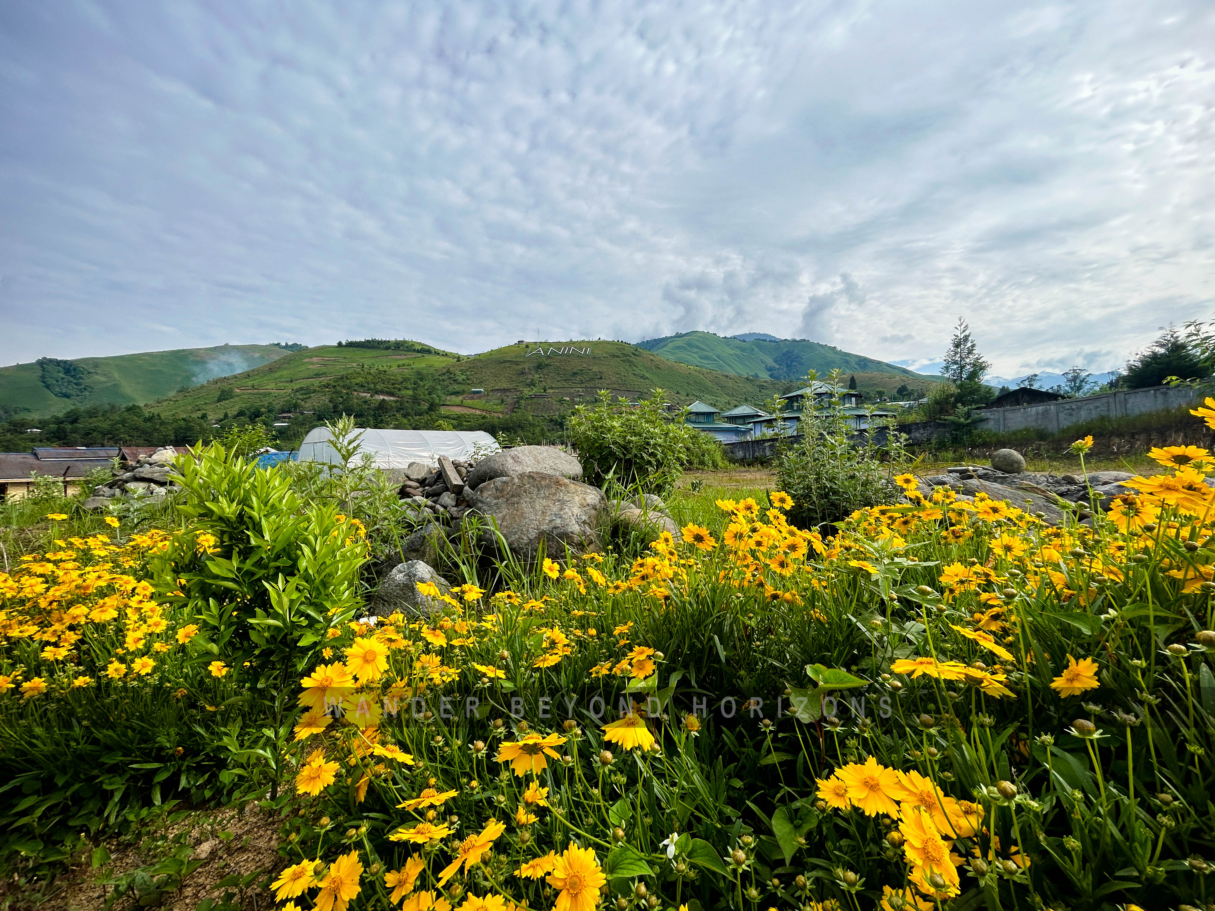 Anini & Pomo Grassland (1).JPG